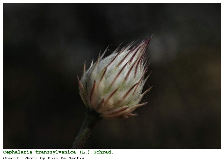 Cephalaria transsylvanica (L.) Schrad.